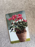 Carte postale CPA cyclamen pot fleurs illustration couleur
