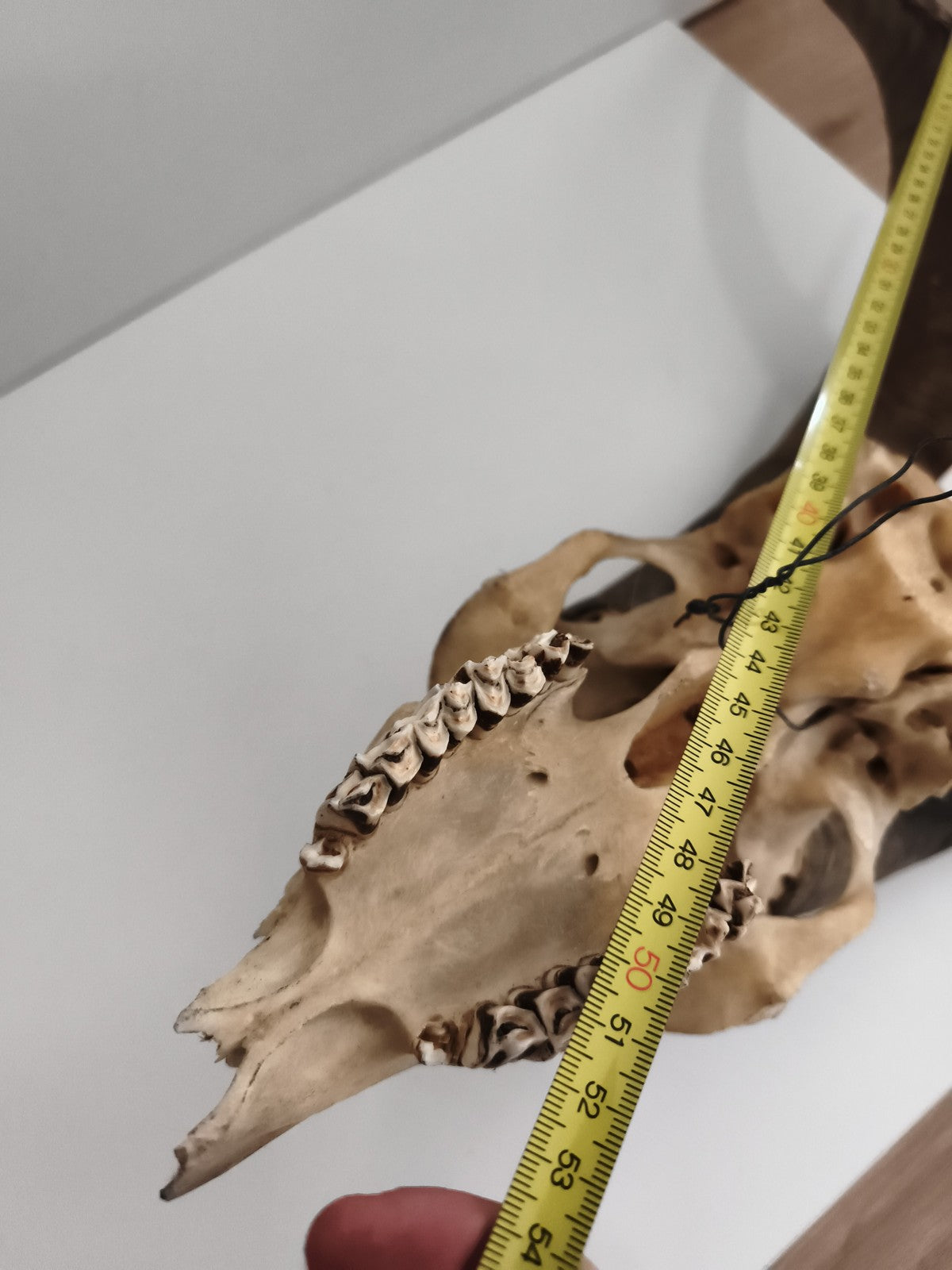 Crâne ancien avec très grandes cornes spirales taxidermie déco naturelle
