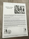 Carte philatélique Morille conique Morchella conica timbre France champignon