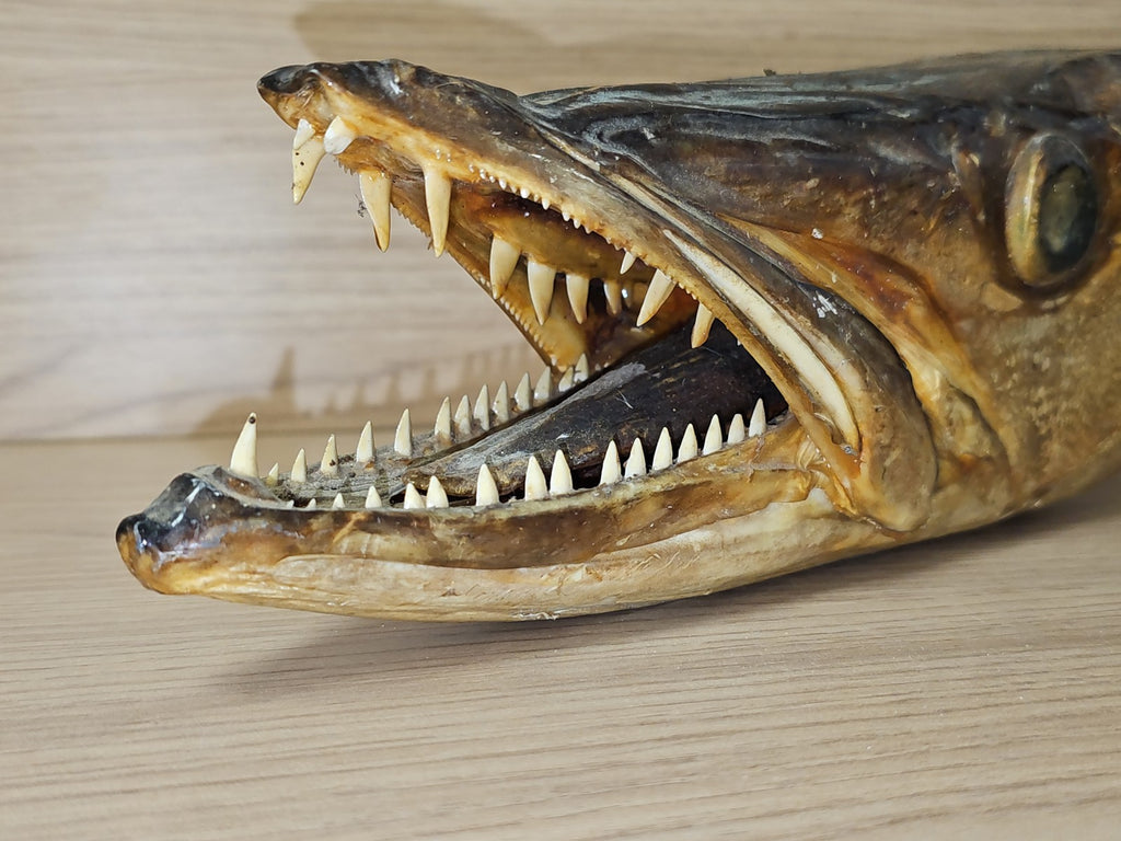Ancienne tête de brochet naturalisée vintage, taxidermie, curiosité, déco rétro