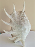 Coquillage araignée Murex Chicoreus décor naturel, coquille marine XL