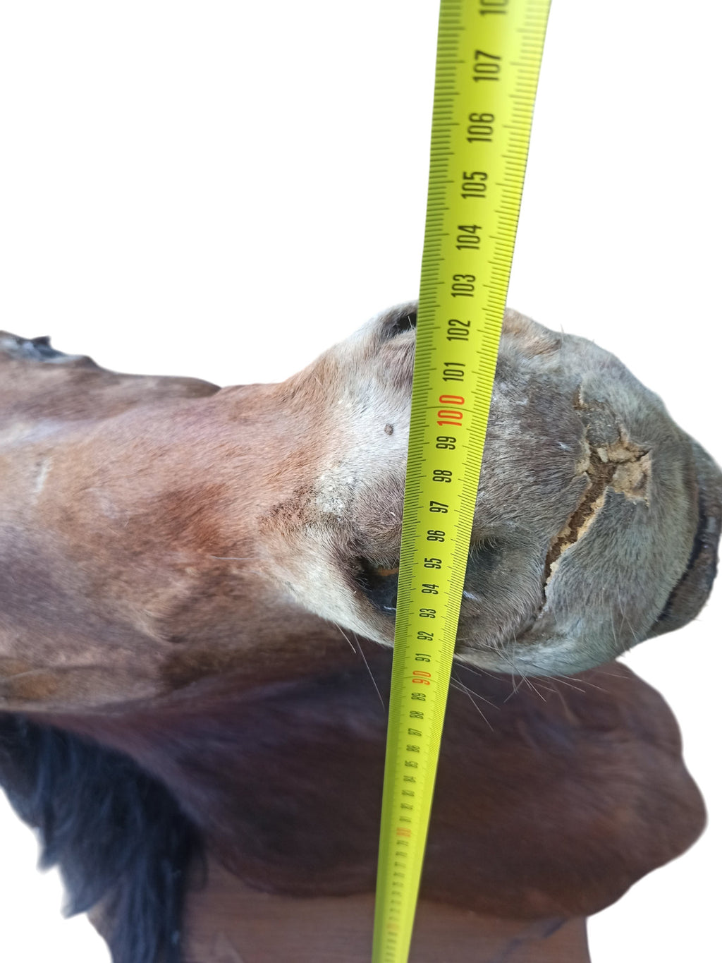 Très rare taxidermie Cabinet de curiosité grande tête trophée Cheval 1 mètre