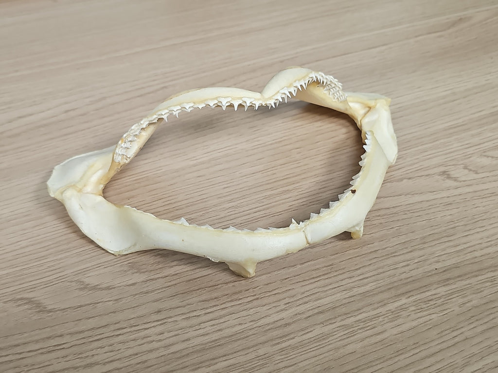 Mâchoire de requin ancien, dents visibles, vintage déco cabinet curiosités