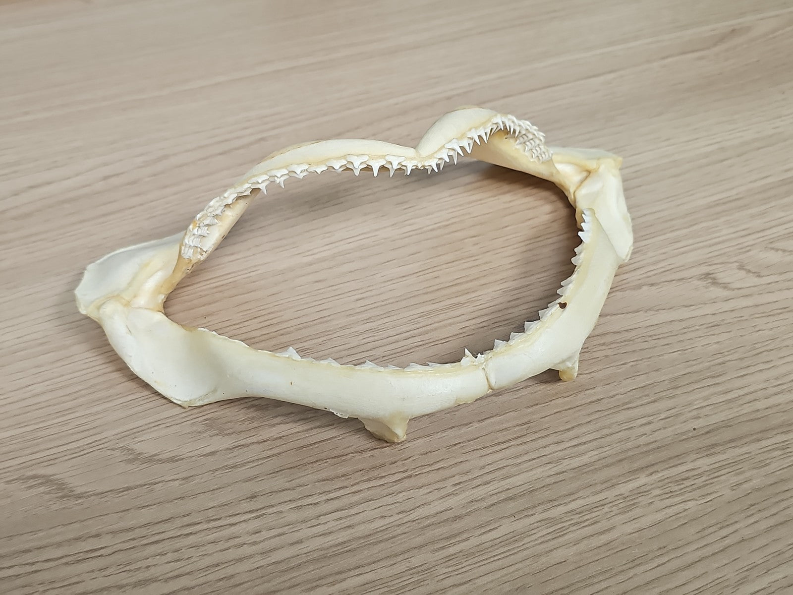 Mâchoire de requin ancien, dents visibles, vintage déco cabinet curiosités