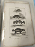 Ancienne gravure animalière XIXe, planche zoologie mammifères, vintage déco