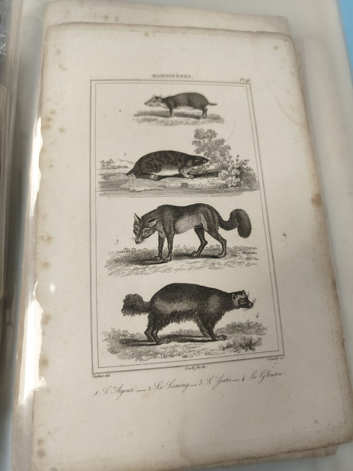 Ancienne gravure animalière XIXe, planche zoologie mammifères, vintage déco
