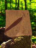 Fossile de feuille sur plaque de roche, stratification décorative, petite taille