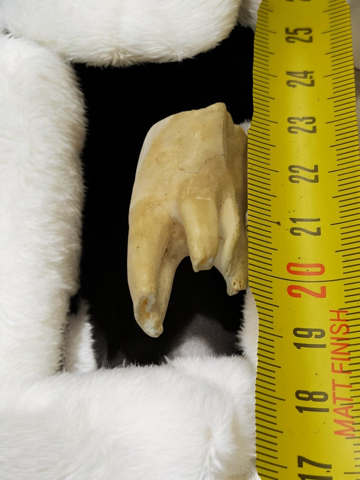 Dent ancienne de mammifère, cabinet de curiosités, déco taxidermie vintage