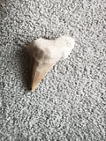 Fossile dent de requin aspect beige marron préhistoire paléontologie déco