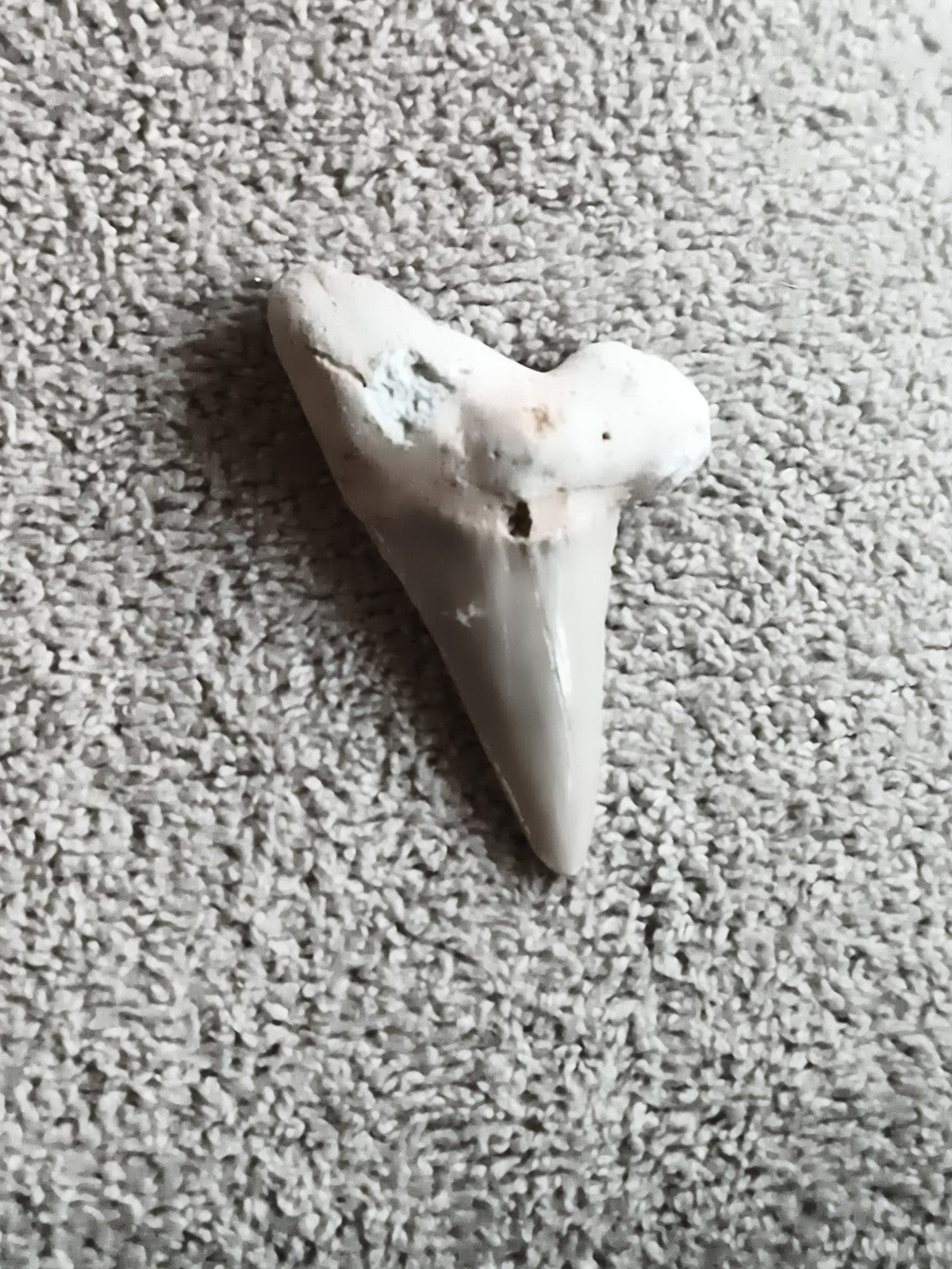 Fossile dent de requin triangulaire teinte claire paleontologie