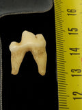 Dent ancienne de mammifère taxidermie, curiosité vintage, cabinet déco