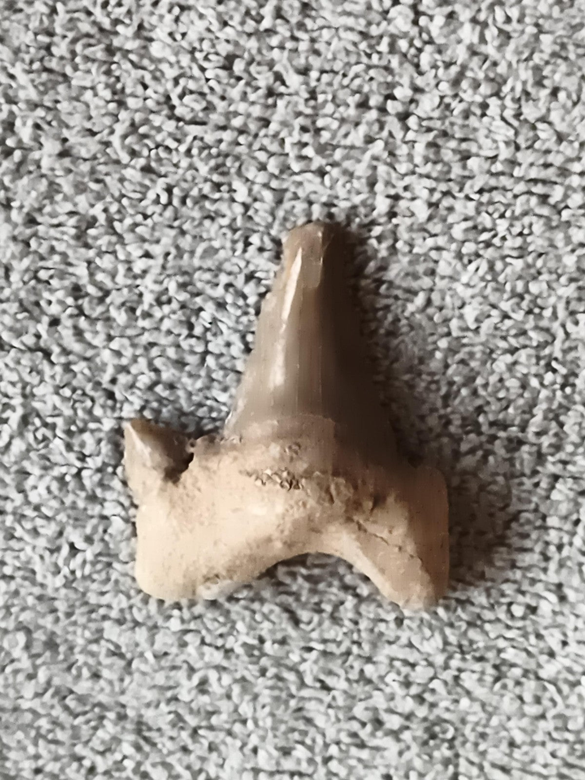 Fossile dent de requin aspect naturel triangulaire océan préhistorique