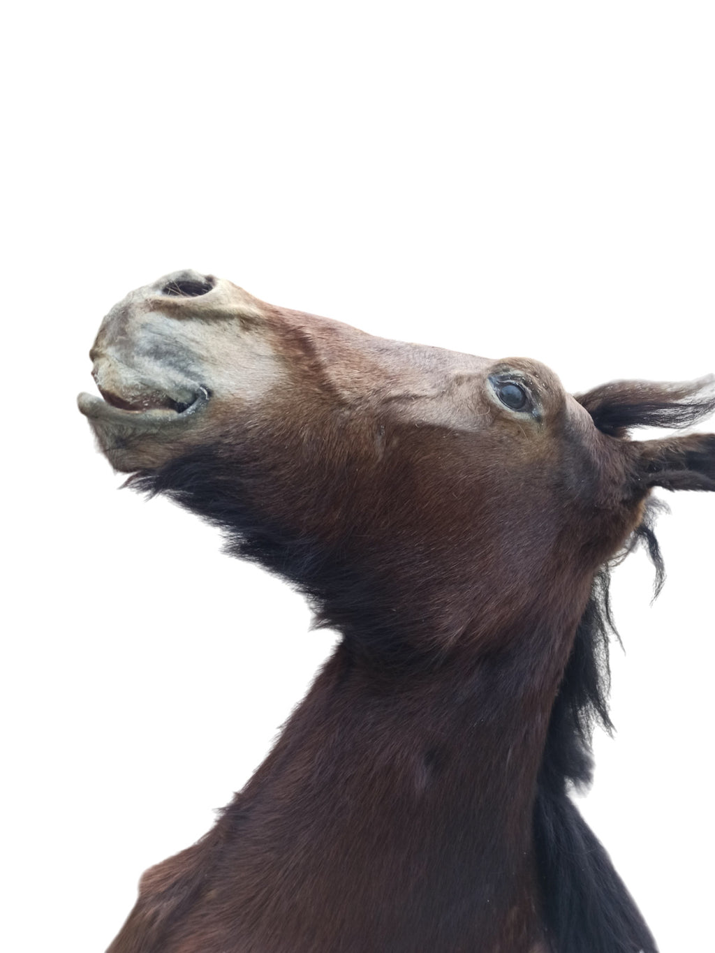 Très rare taxidermie Cabinet de curiosité grande tête trophée Cheval 1 mètre