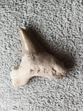 Fossile dent de requin aspect beige brun, spécimen naturel