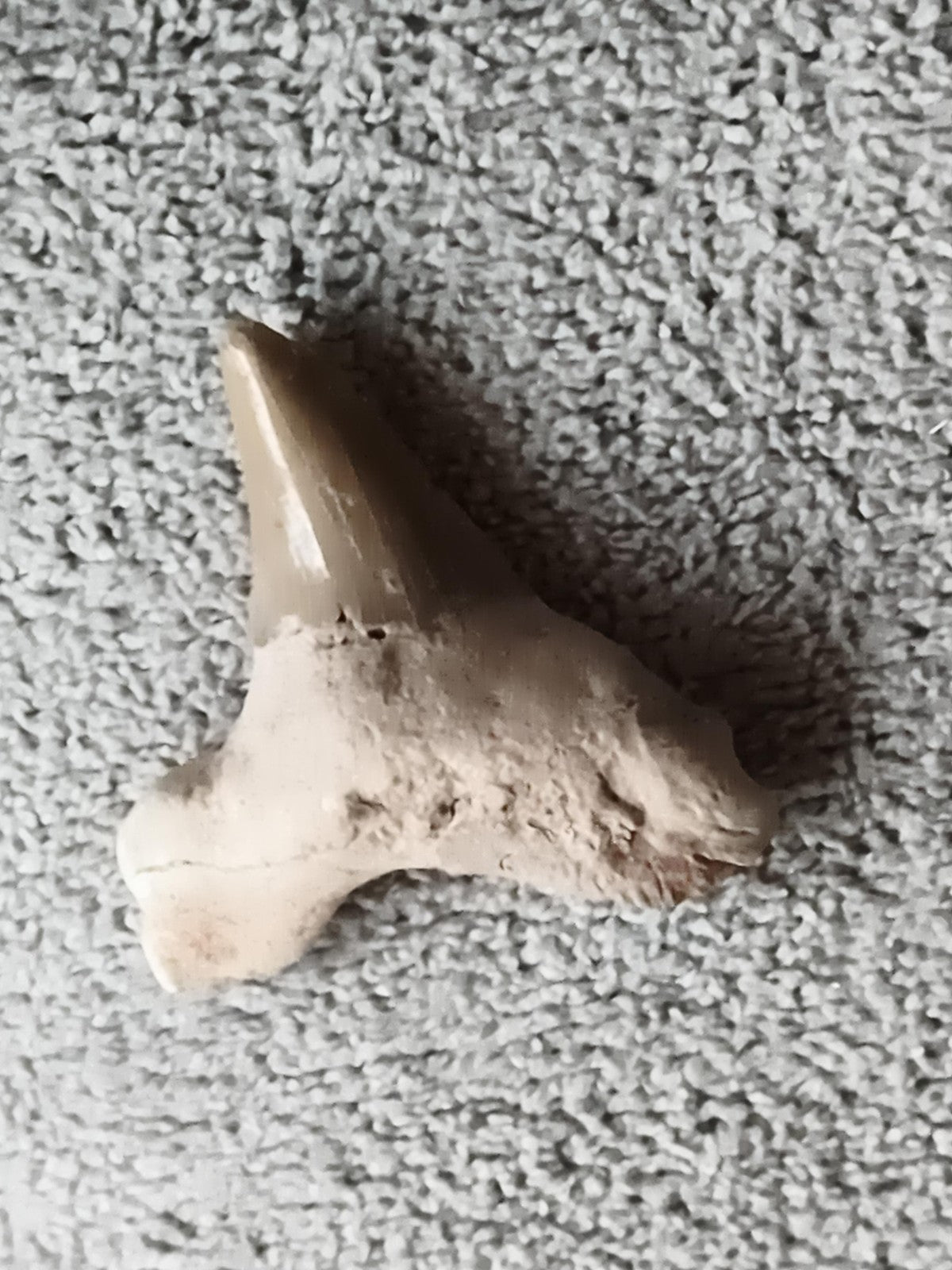 Fossile dent de requin aspect beige brun, spécimen naturel