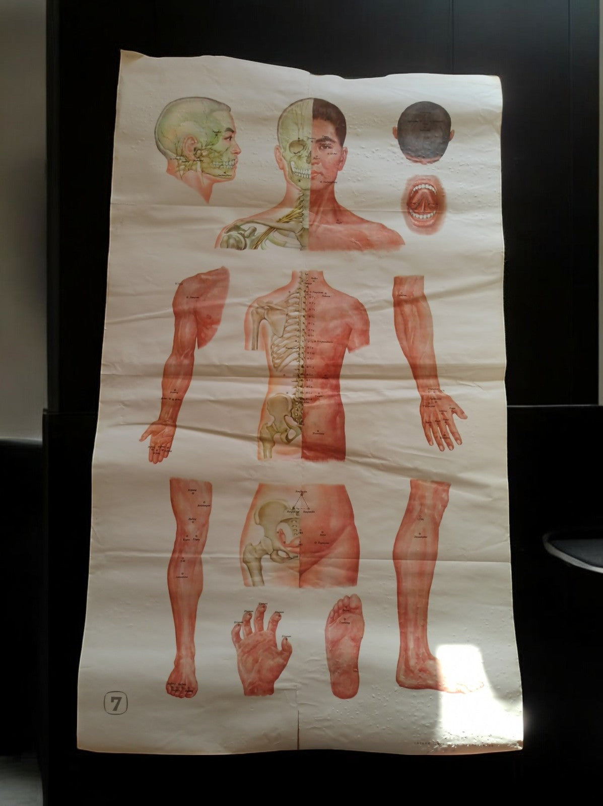 Vintage anatomical poster China, medical chart, human body illustration