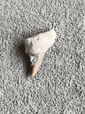 Fossile dent de requin authentique teinte beige grise minéral naturel