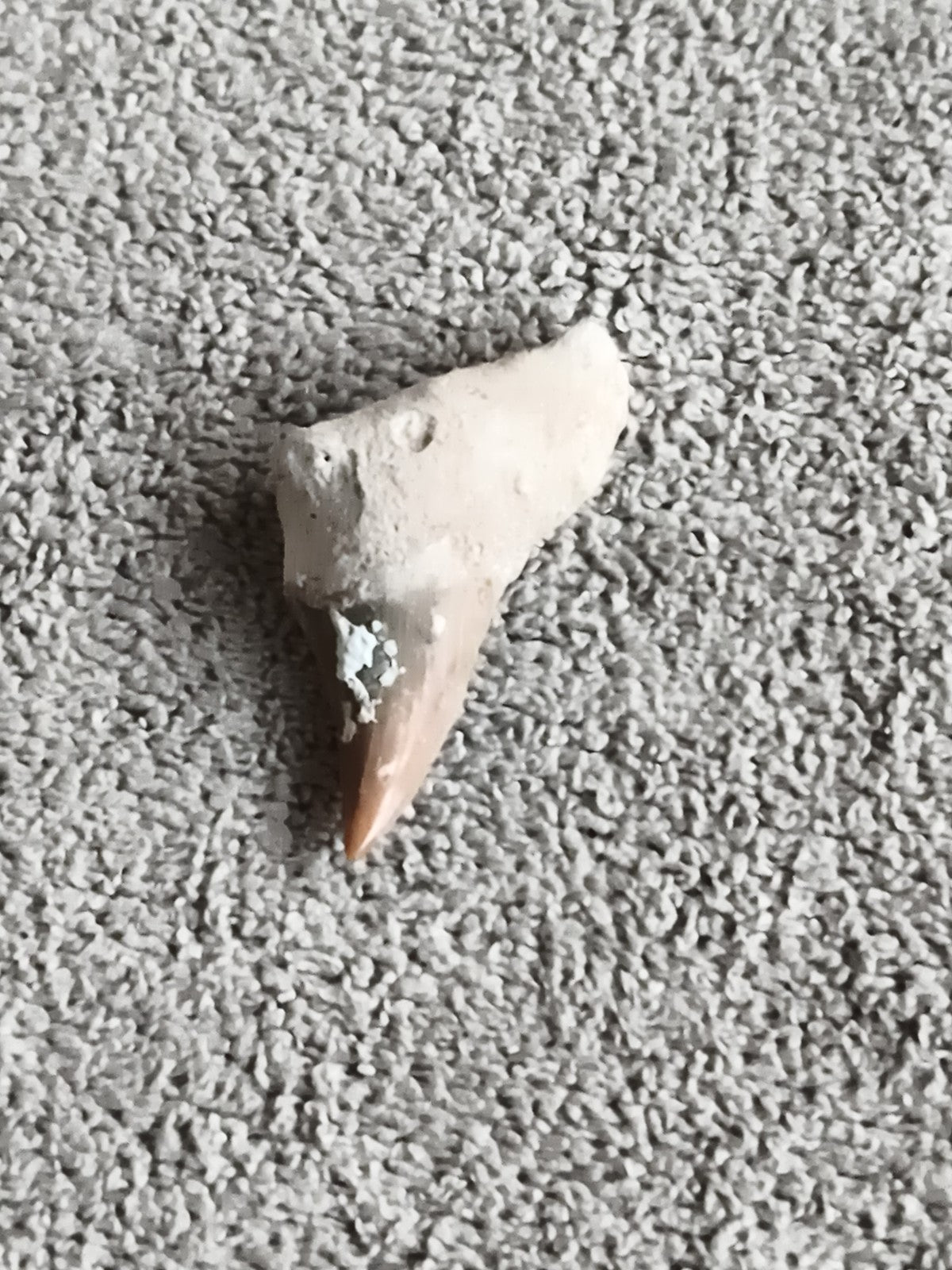 Fossile dent de requin authentique teinte beige grise minéral naturel