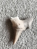 Fossile dent de requin authentique couleur beige brun, pointe triangulaire