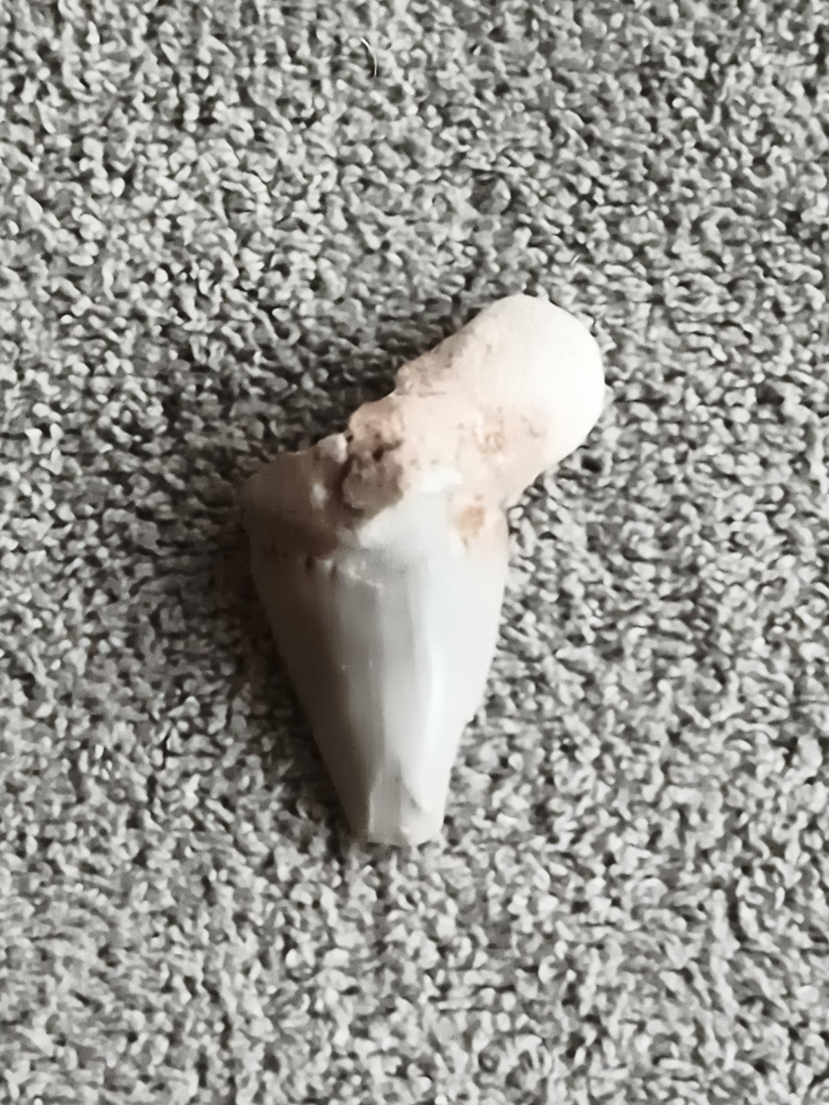 Fossile dent de requin grisâtre aspect naturel paléontologie minéraux