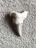 Dent fossile de requin grise, pointe triangulaire, aspect naturel paléontologie