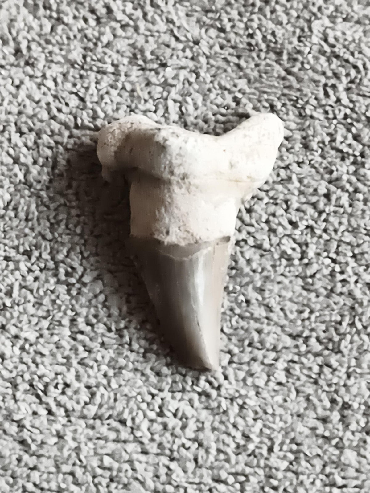 Dent fossile de requin grise, pointe triangulaire, aspect naturel paléontologie
