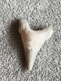 Fossile dent de requin paléontologie triangulaire aspect beige gris minéral