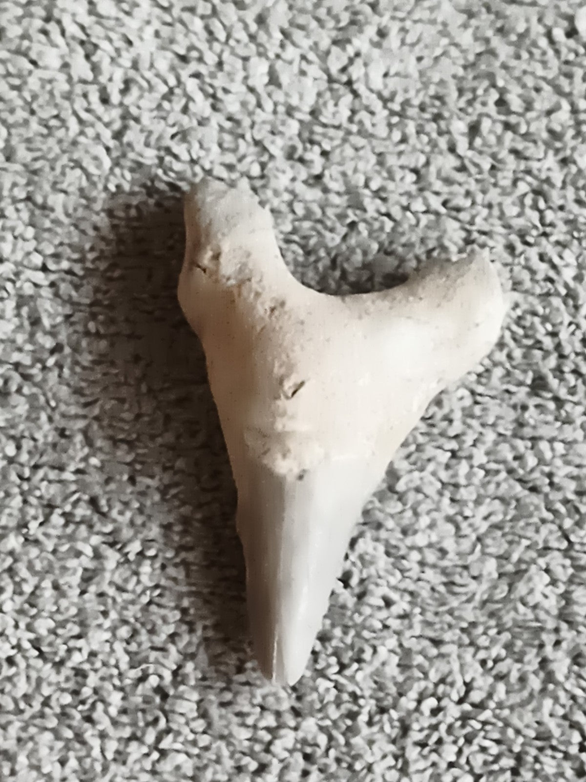 Fossile dent de requin paléontologie triangulaire aspect beige gris minéral