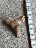 Fossile dent de requin triangulaire beige aspect naturel