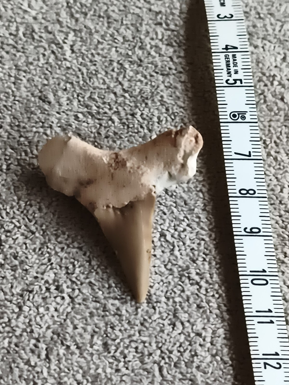 Fossile dent de requin triangulaire beige aspect naturel