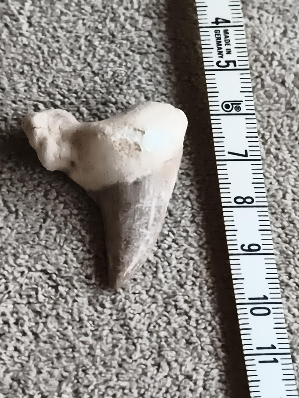 Fossile dent de requin aspect bicolore pièce naturelle paléontologie