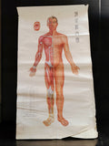 Affiche plan anatomique ancienne de Chine