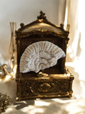 Ammonite fossile du Jurassique - Pièce unique pour collectionneur