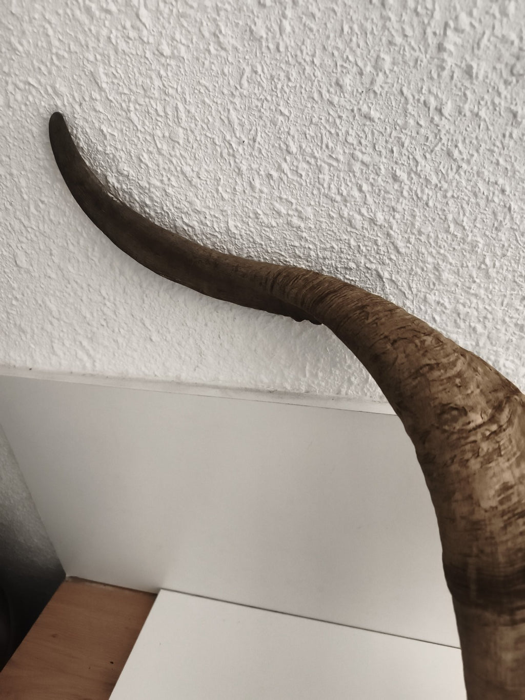 Crâne ancien avec très grandes cornes spirales taxidermie déco naturelle