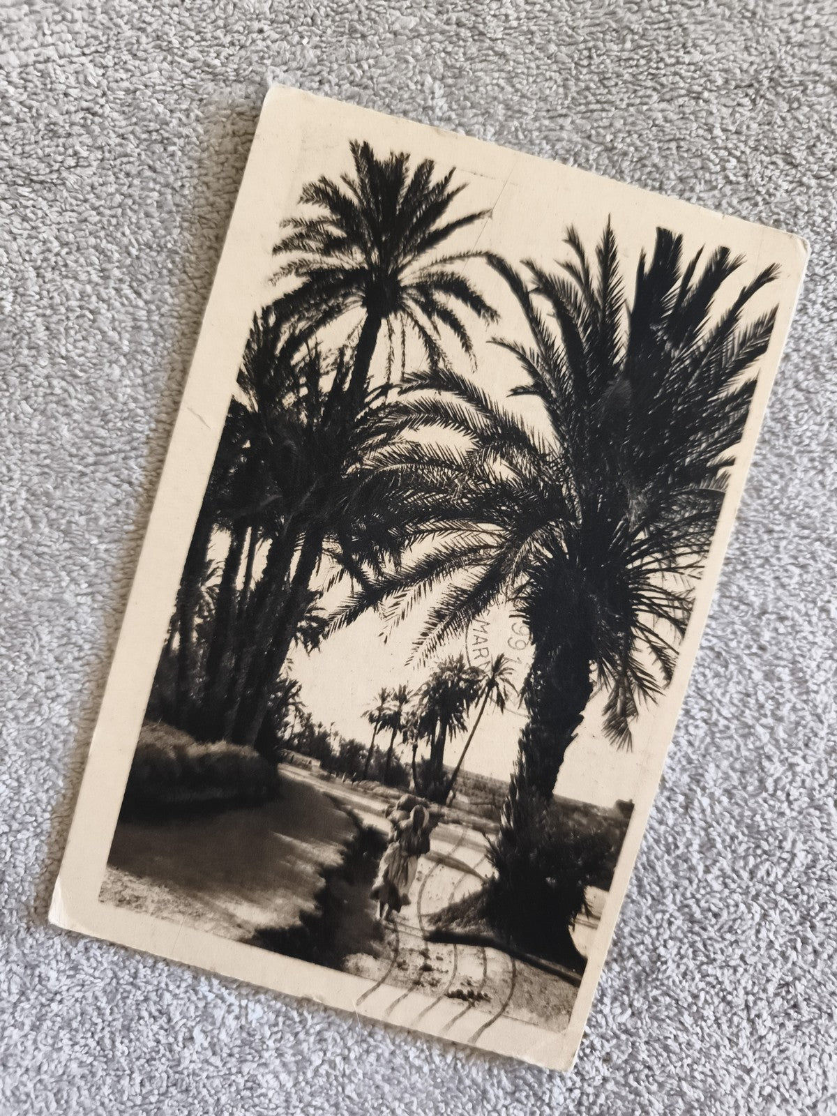 CPA paysage palmiers oasis noir et blanc photo ancienne palm trees