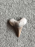 Fossile dent de requin triangulaire grise brune, spécimen naturel