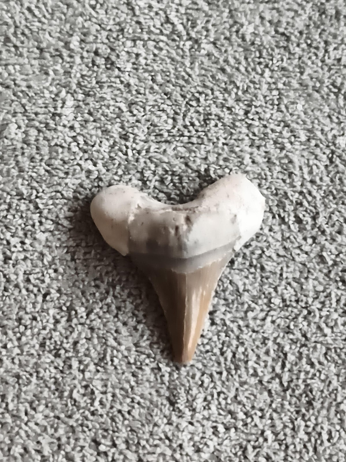 Fossile dent de requin triangulaire grise brune, spécimen naturel