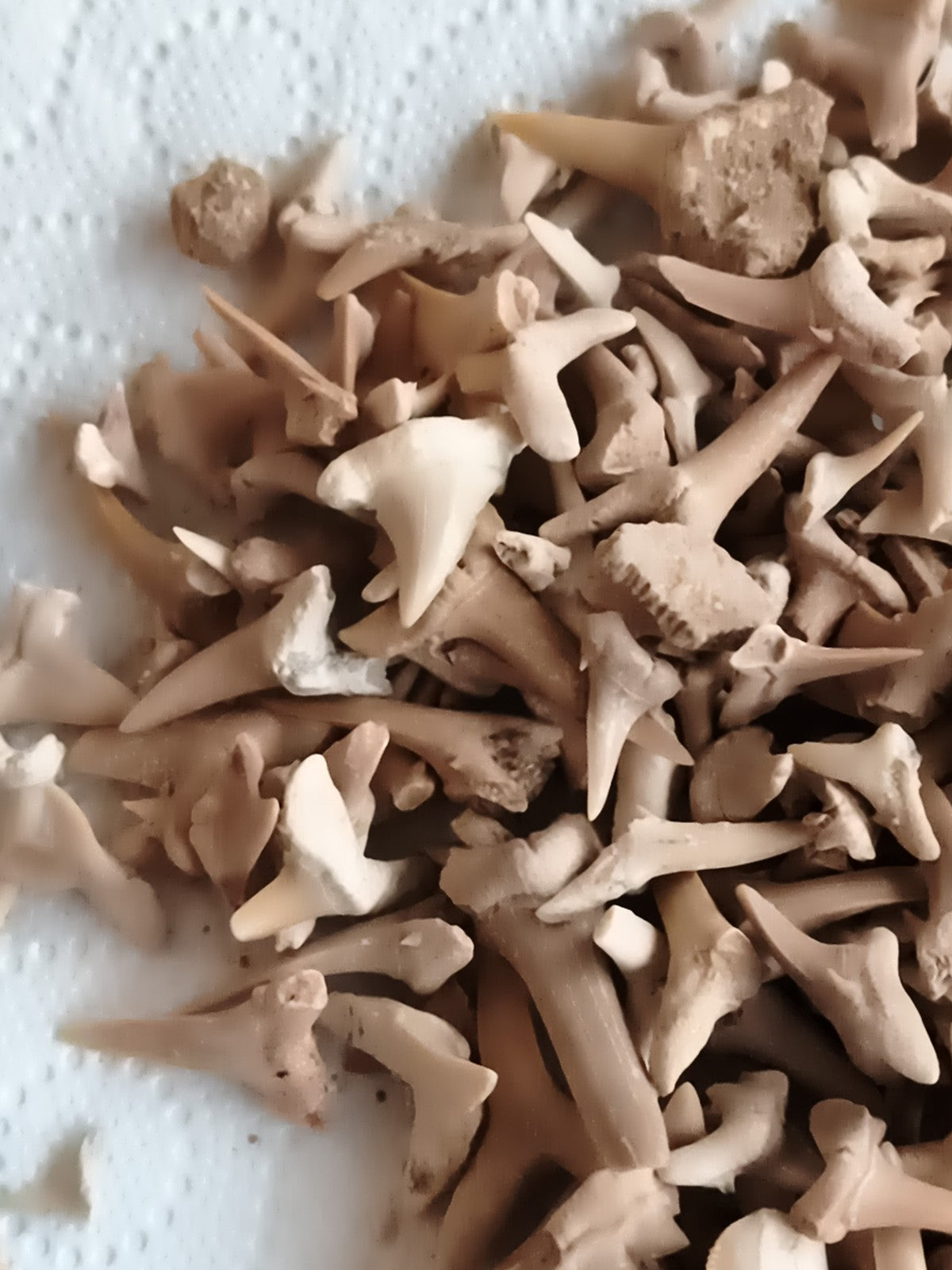 Gros lot dents de requin fossiles naturelles, couleurs beige marron, fossiles au
