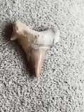 Dent fossile de requin, teinte beige brun, pointe triangulaire, fossil shark too