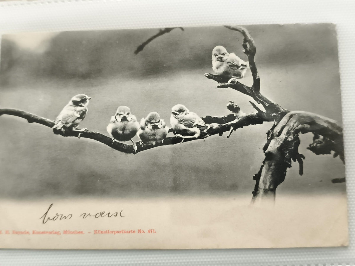Carte postale ancienne oiseaux sur branche photo noir et blanc vintage CPA