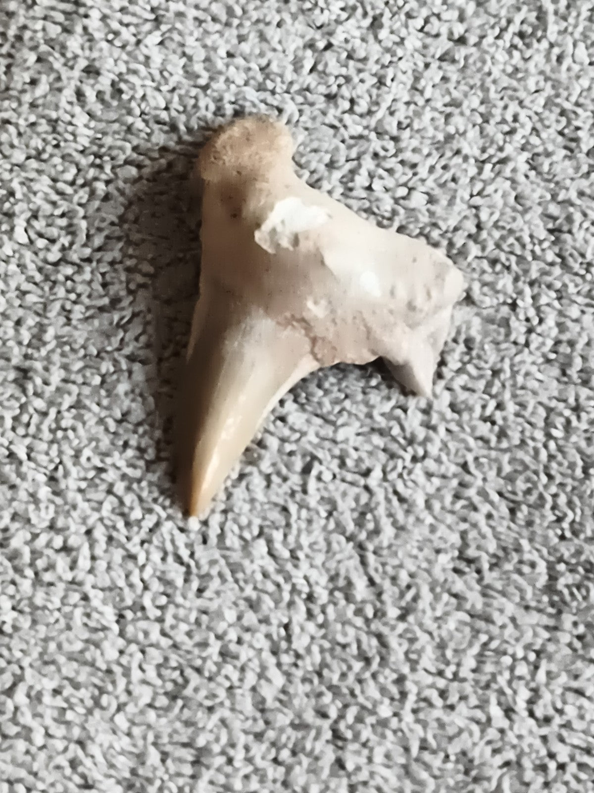 Fossile dent de requin triangulaire aspect naturel paléontologie