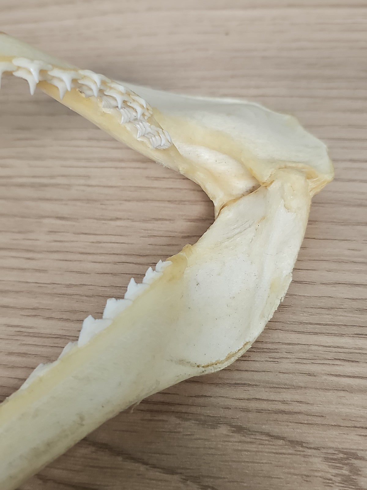 Mâchoire de requin ancien, dents visibles, vintage déco cabinet curiosités