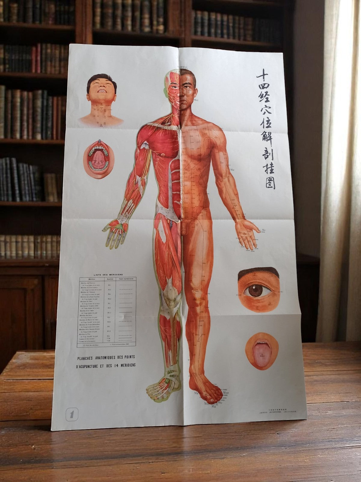 Affiche anatomique acupuncture chinoise vintage, planche points méridiens 65.5x1