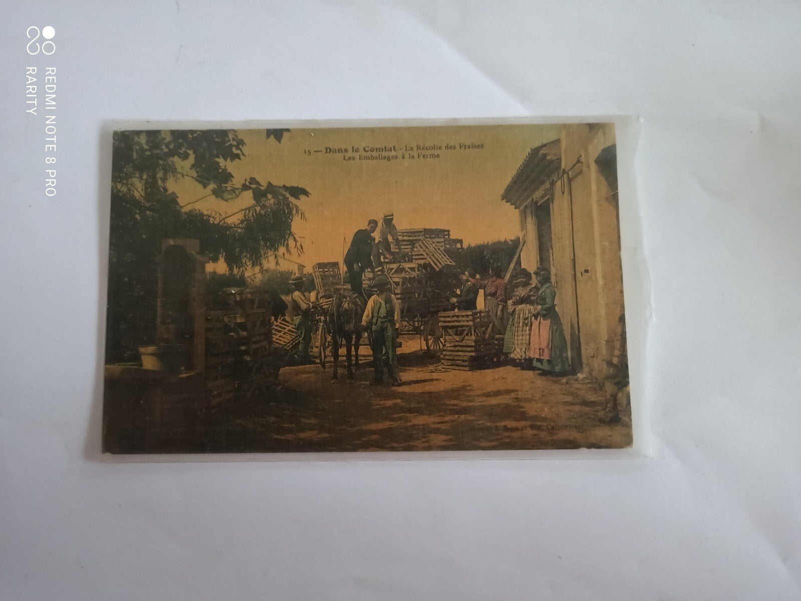 Carte postale ancienne récolte fraises Comtat Vaucluse 1900s couleur agricole