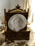 Ammonite fossile Jurassique spirale blanche – Pièce décorative naturelle