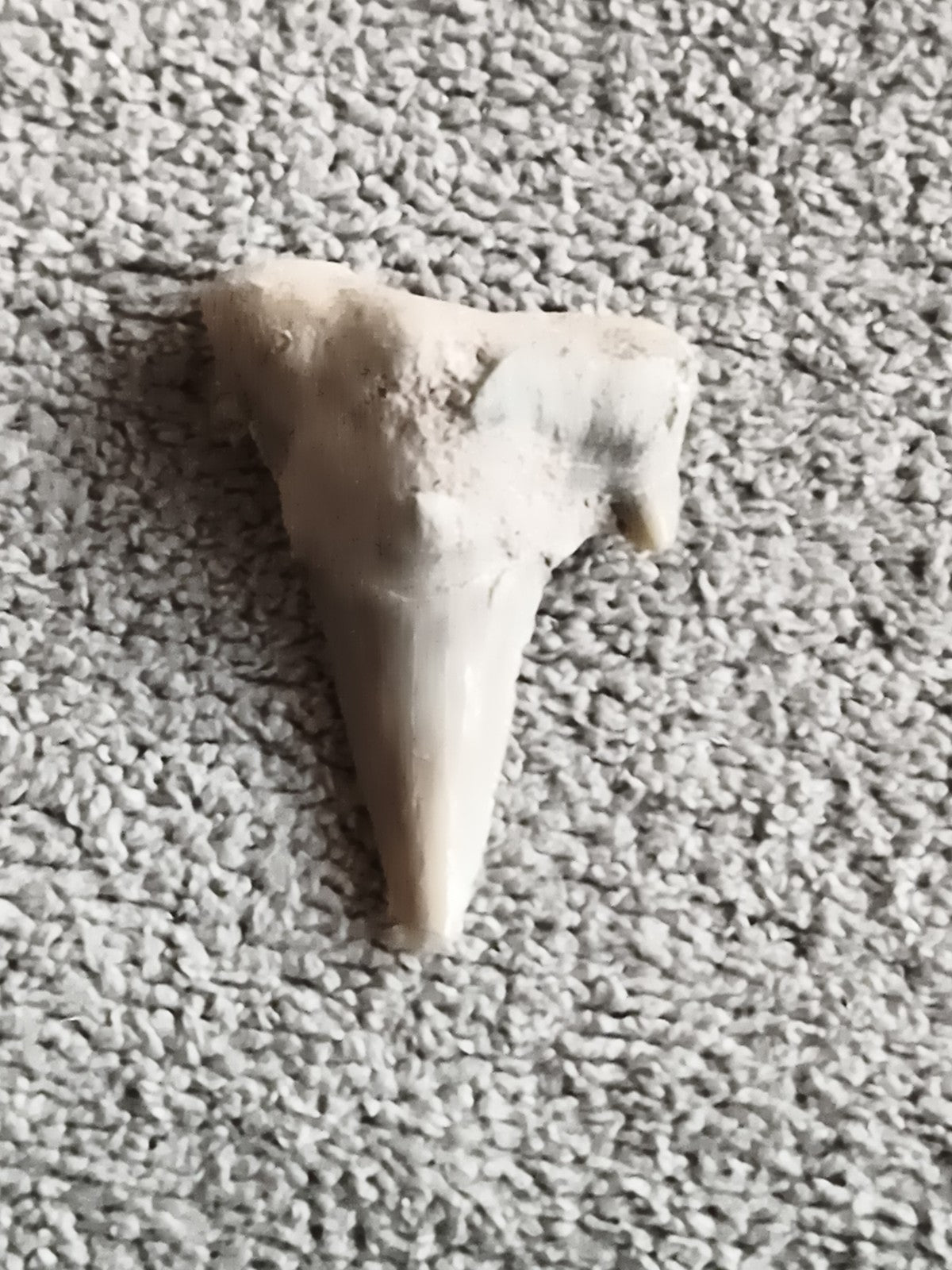 Dent fossile requin aspect beige triangulaire fossile paleontologie