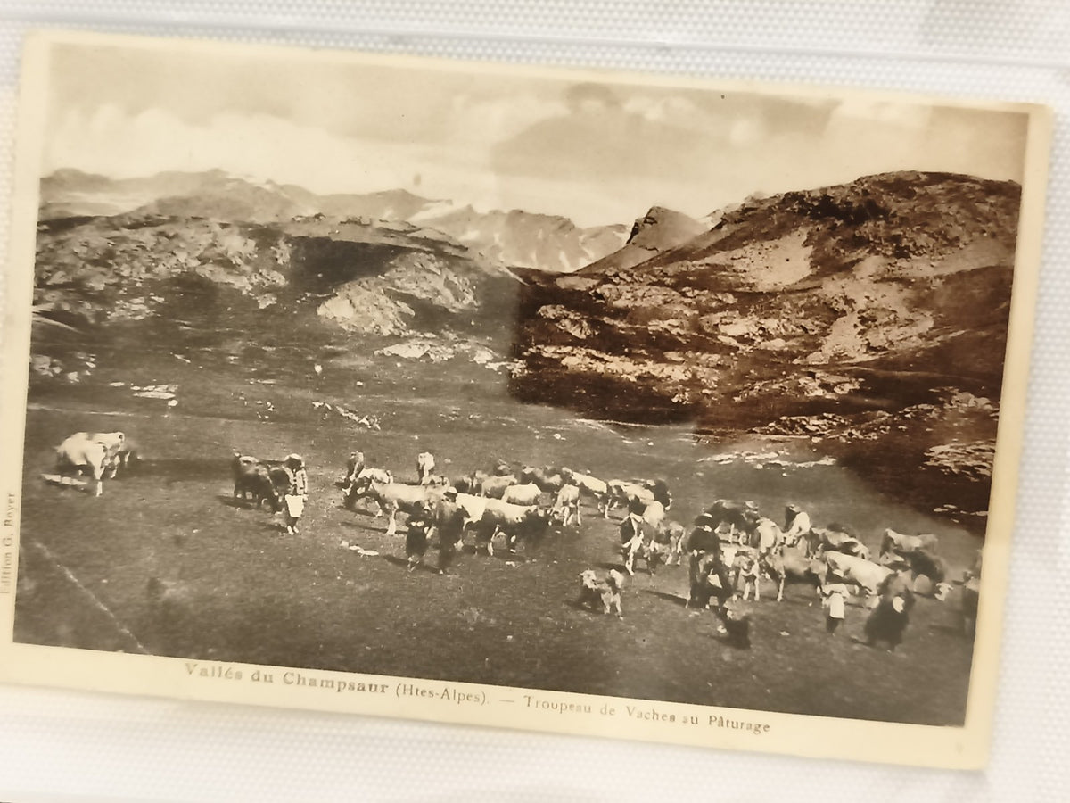 Carte postale ancienne Vallées du Champsaur Hautes-Alpes troupeau vaches