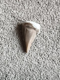 Fossile dent de requin aspect beige brun, spécimen naturel paléontologie