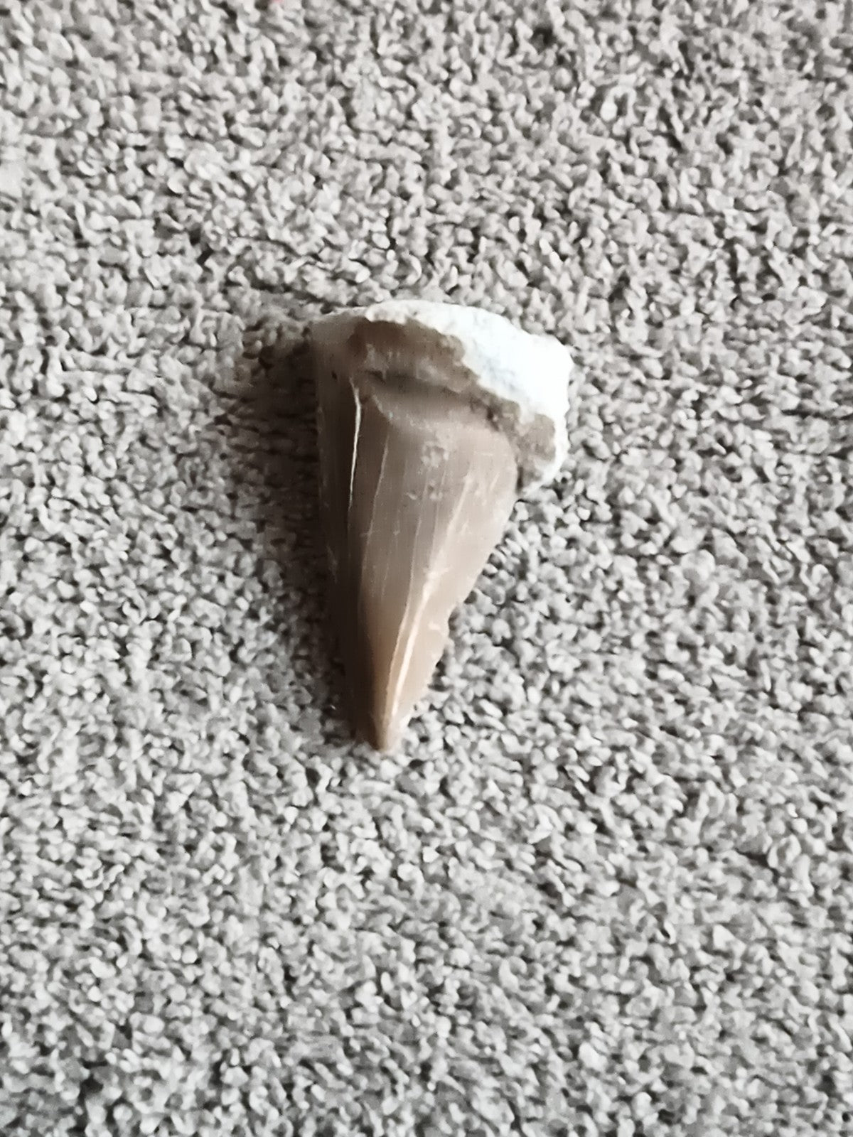Fossile dent de requin aspect beige brun, spécimen naturel paléontologie