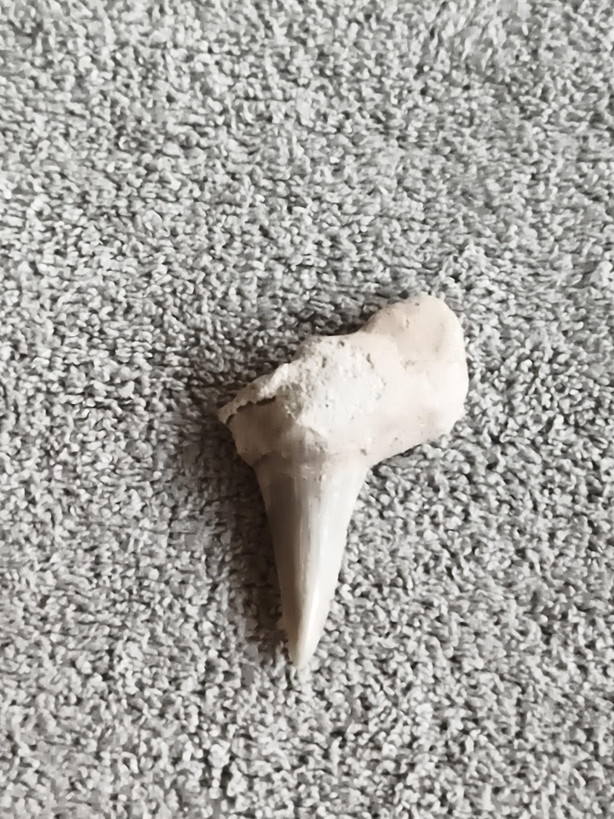Fossile dent de requin pointue aspect calcaire pale shark tooth